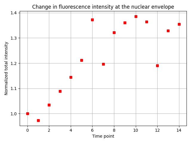 Change in fluorescence intensity at the nuclear envelope