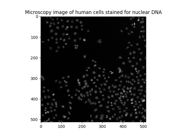 Microscopy image of human cells stained for nuclear DNA