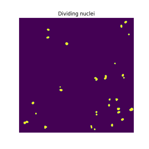 Dividing nuclei
