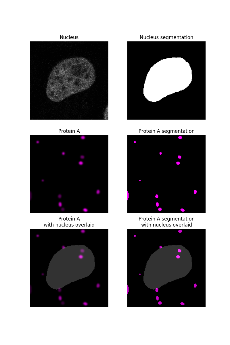 Nucleus, Nucleus segmentation, Protein A, Protein A segmentation, Protein A with nucleus overlaid, Protein A segmentation with nucleus overlaid