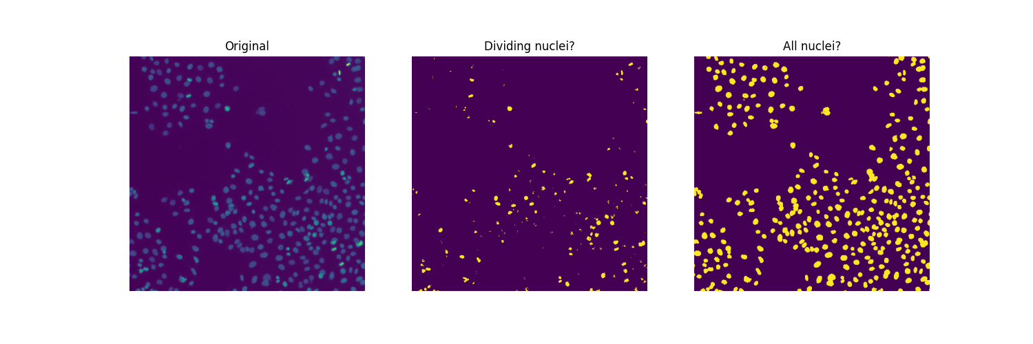 Original, Dividing nuclei?, All nuclei?